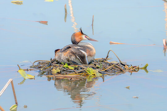 Great crested grebe incubating eggs on a floating nest in calm water
