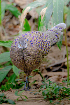 Grey peacock pheasant standing in forest with clear spotted plumage details