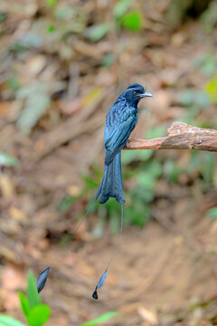 A glossy black drongo perched on a dry branch with elongated tail feathers