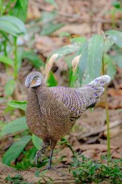 Grey peacock-pheasant walking in forest with detailed plumage and eye spots visible
