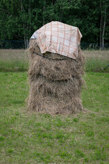 Full and covered top part of a thistle with hay in a garden. © lapis2380