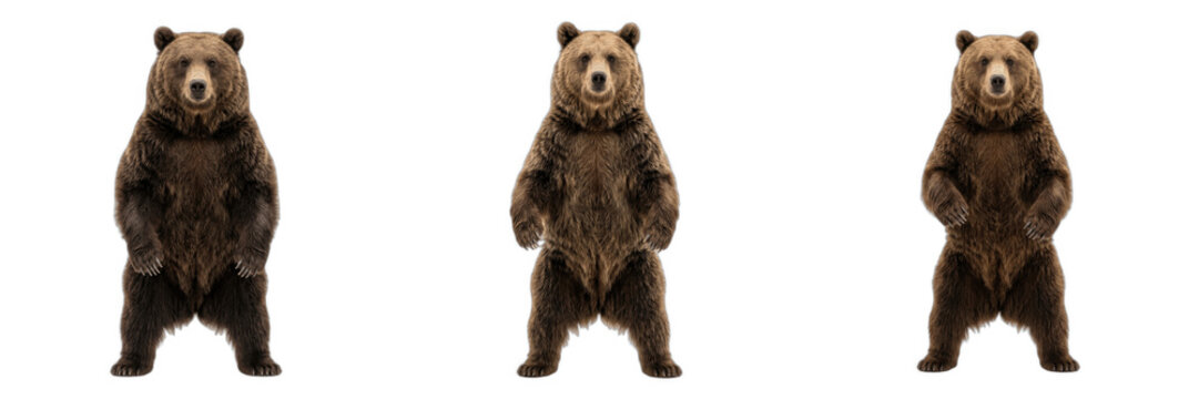 Realistic Brown Bear PNG Isolated on Transparent Background, Powerful Standing Grizzly Clipart Pack, Majestic Wildlife Nature Animal Collection, Detailed Fur Mammal Graphic Elements for Zoo and Educat