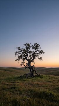 Silhouette of Solitary Tree in Golden Sunset Field with Clear Sky