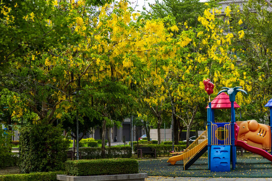 The children's playground in the city park features colorful facilities, surrounded by red phoenix flowers and golden golden shower trees in full bloom.