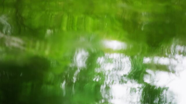 Refreshing Woodland Pond with Water Striders and Green Reflections