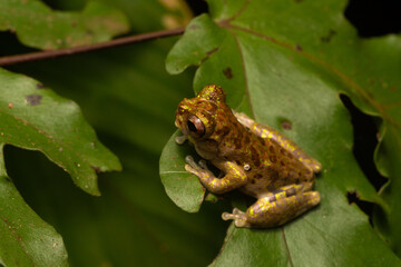 Obraz premium Lancaster's tree frog (Isthmohyla lancasteri) perched on a leaf in Siquirres rainforest, Costa Rica