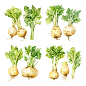 Watercolor Set of Fresh Celeriac Root Vegetables with Vibrant Green Celery Stems and Leaves Isolated on White Background