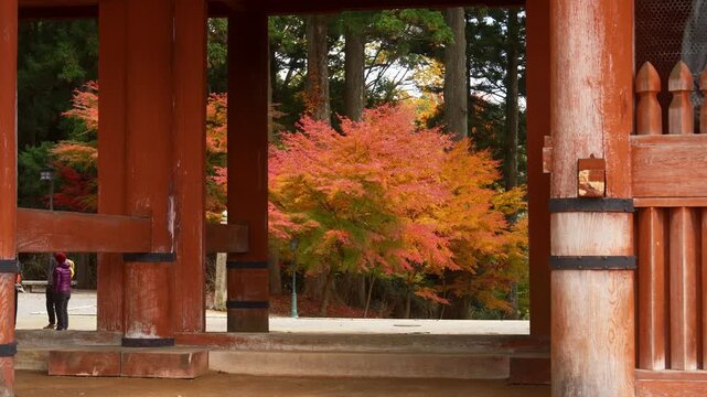 Autumn Foliage at Daimon Gate, Koyasan World Heritage Site, Koya Town, Wakayama Prefecture, Japan　「世界遺産高野山・大門と紅葉」和歌山県高野町
