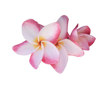 Plumeria or Frangipani or Temple tree flower. Close up pink-yellow frangipani flowers bouquet isolated on transparent background.	
