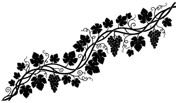 Elegant Flowing Grapevine Silhouette Border Vector with Intricate Vineyard Botanical Artwork