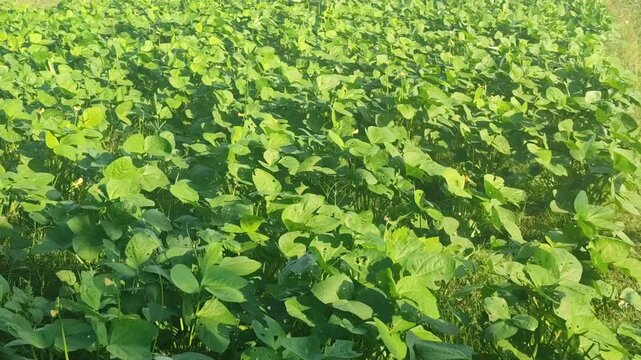 Healthy mung bean plants growing vigorously before pod formation, showing lush foliage in an agricultural field.