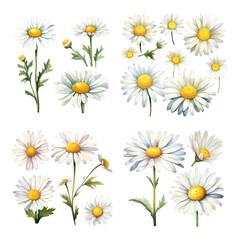 Fototapeta premium Beautiful Watercolor Chamomile Flower Set with White Petals and Yellow Centers for Floral Design