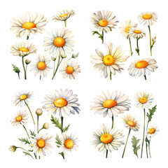 Fototapeta premium Beautiful Hand-Painted Watercolor Daisy Flower Set Isolated on White Background for Floral Design