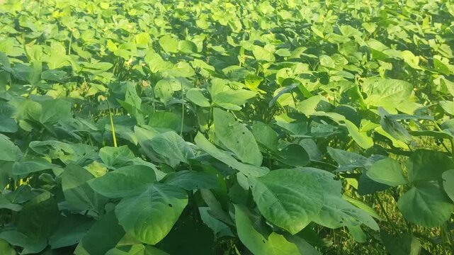 Healthy mung bean plants growing vigorously before pod formation, showing lush foliage in an agricultural field.