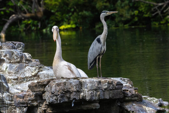 A blue heron and a pelican sharing a rock.