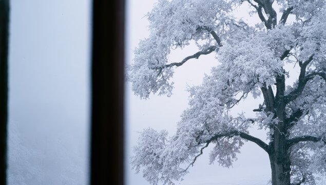 A frosted tree branch seen through a window on a misty winter morning