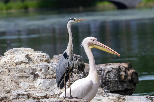 A blue heron and a pelican sharing a rock.