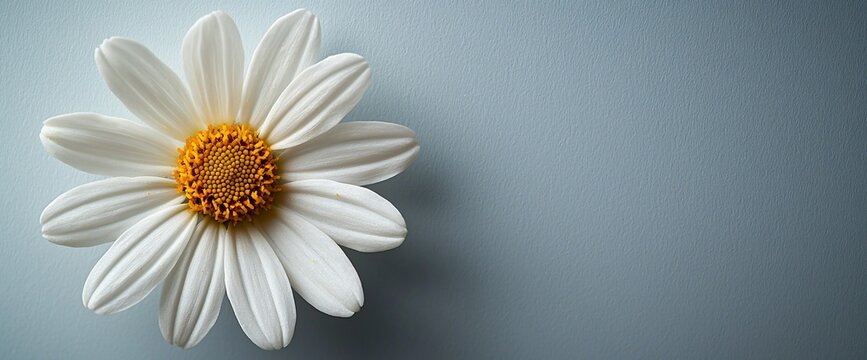Single daisy bloom, gray background, nature, spring