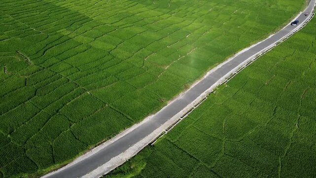Aerial view of lush green rice paddies divided by a paved road in the countryside of Kerinci Regency, Jambi, Indonesia.