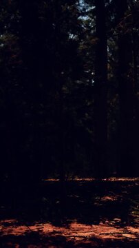 A forest is seen with tall trees and patches of sunlight on the ground. The scene captures a quiet moment in nature during the afternoon with shadows and warm light.