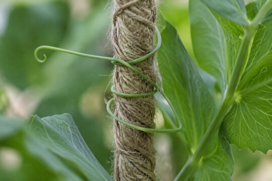Jute garden twine wrapped by green pea plant tendrils, textured close-up, soft daylight.