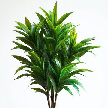 Cluster of tall tropical houseplants with glossy lance-shaped green leaves and thin woody stems against a clean white background, evoking freshness and calm