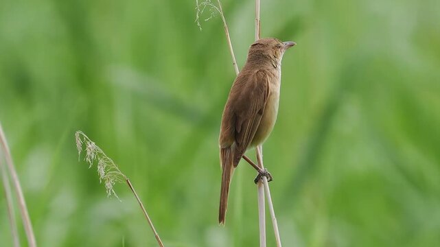 Close up portrait of a small brown reed warbler songbird perching on a thin grass stem against a smooth green background