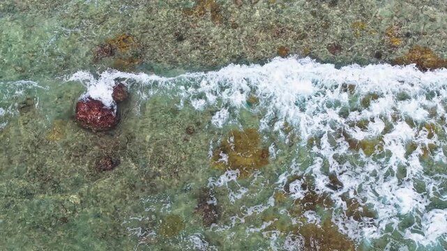Aerial view of parrot fish swimming in shallow clear water over a coral reef in Makunudhoo, Haa Dhaalu Atoll, Maldives.