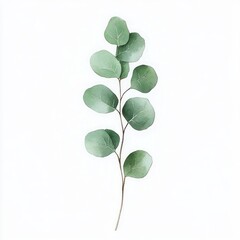 Obraz premium single slender stem with round green leaves on white background, serene minimalist botanical study