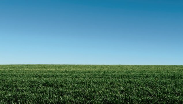 Vast, unbroken green field stretches to a crisp, clear blue sky