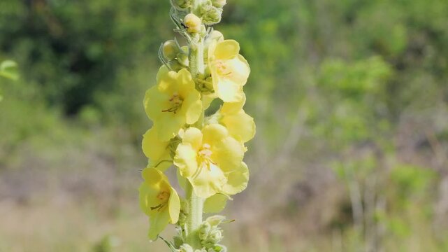 Macro shot of a wild medicinal verbascum plant with bright yellow blossoms against a soft green background.
