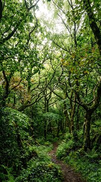 Winding dirt path through a lush green deciduous forest