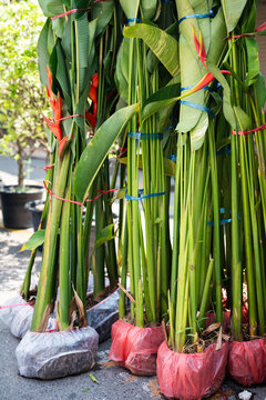 Bunch of large tangled Strelitzia flowers for sale at traditional Chatuchak street plant market in Bangkok, various exotic tropical plants selling at vendor stall in outdoor garden store in Thailand.
