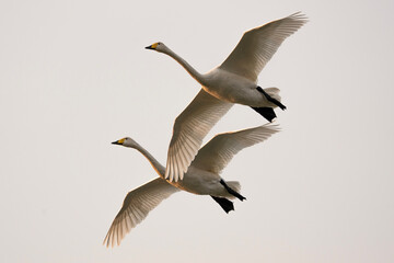 Fototapeta premium Two whooper swans flying gracefully in the sky with outstretched wings