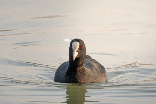 Eurasian coot floating on calm water surface in close-up shot during early morning