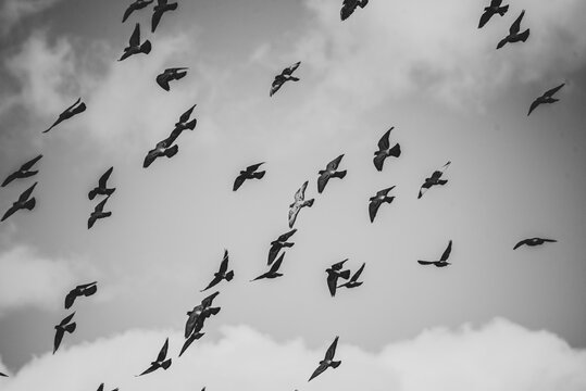 birds in the sky