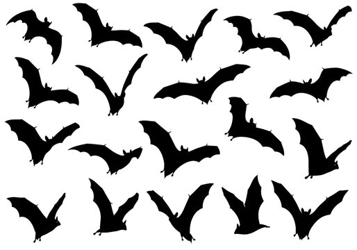 Black flying bats in formation flight.