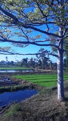 Obraz premium Scenic view of a lush green rice field surrounded by tropical trees under a bright blue sky in rural Indonesia. The large foreground tree naturally frames the agricultural landscape, creating a peacef