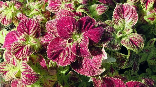 Coleus is an ornamental plant featuring vibrant, multicolored foliage typically deep red or magenta with bright green edges.
