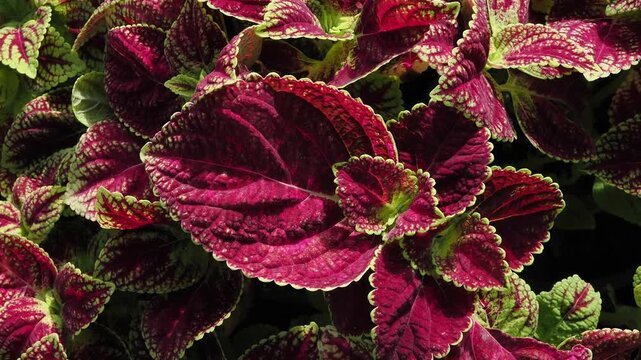 Coleus is an ornamental plant featuring vibrant, multicolored foliage typically deep red or magenta with bright green edges.
