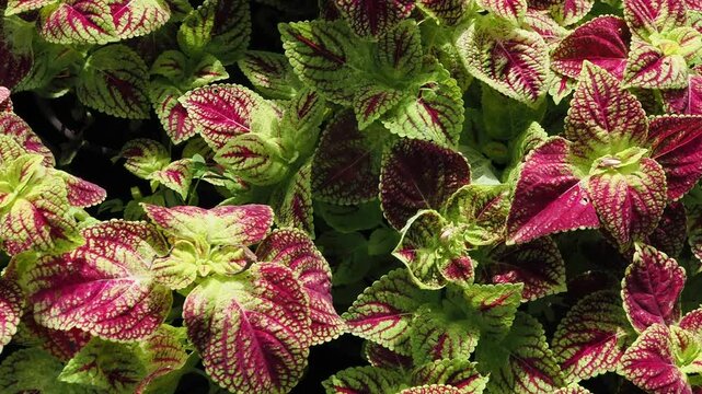 Coleus is an ornamental plant featuring vibrant, multicolored foliage typically deep red or magenta with bright green edges.