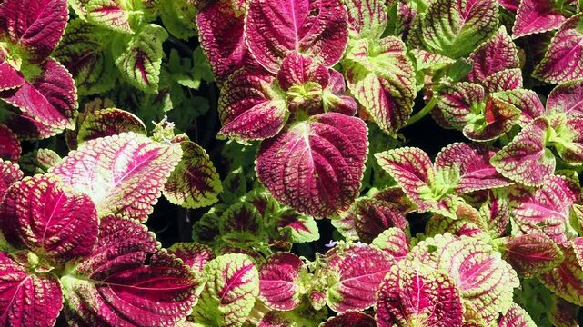 Coleus is an ornamental plant featuring vibrant, multicolored foliage typically deep red or magenta with bright green edges.