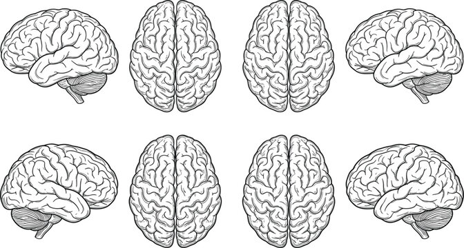 Vintage hand drawn human brain collection showing side and top view angles isolated on white background vector