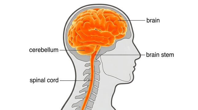 Lateral cross section diagram showing human brain and spinal cord anatomy