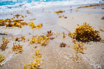 seaweed on the beach © matt