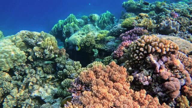 Motion above colorful blooming corals in clear Red sea water