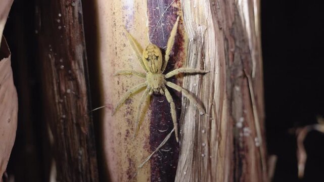 Large huntsman spider with distinctive markings clings to textured tree bark during nighttime. Close-up macro shot reveals hairy legs and patterned abdomen in dark tropical forest setting.