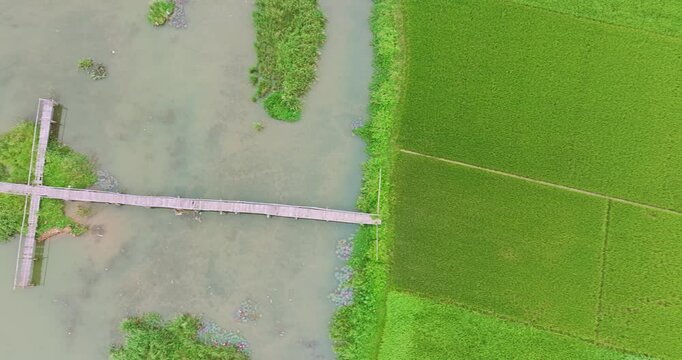 A breathtaking aerial view captures a farmer spraying pesticide across a vast green rice field, where every row of young plants glows with freshness under the morning light.