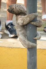 Fototapeta premium Brown-throated sloth (Bradypus variegatus) clinging to a light pole in Cartagena, Colombia