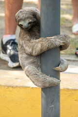 Fototapeta premium Brown-throated sloth (Bradypus variegatus) clinging to a light pole in Cartagena, Colombia